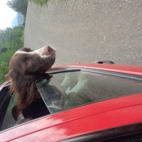 British Shorthair, Kedi  Venus fotoğrafı