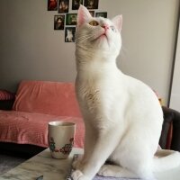 Ankara Kedisi, Kedi  Bulut fotoğrafı