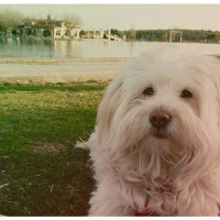 Maltese, Köpek  Düşes fotoğrafı