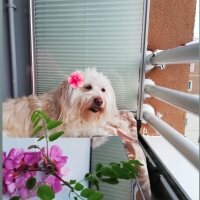 Maltese, Köpek  Düşes fotoğrafı