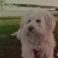 Maltese, Köpek  Düşes fotoğrafı