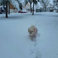 Maltese, Köpek  Düşes fotoğrafı