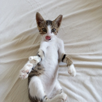 Tekir Kedi, Kedi  Küllü15 fotoğrafı