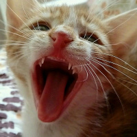 Tekir Kedi, Kedi  Küllü15 fotoğrafı