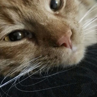 Bengal, Kedi  wookie fotoğrafı