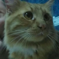 Bengal, Kedi  wookie fotoğrafı