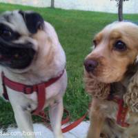 Amerikan Cocker Spaniel, Köpek  Tarçın fotoğrafı