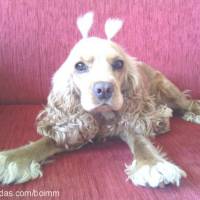 Amerikan Cocker Spaniel, Köpek  Tarçın fotoğrafı