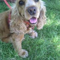 Amerikan Cocker Spaniel, Köpek  Tarçın fotoğrafı