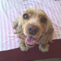 Amerikan Cocker Spaniel, Köpek  Tarçın fotoğrafı