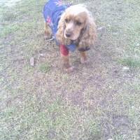 Amerikan Cocker Spaniel, Köpek  Tarçın fotoğrafı