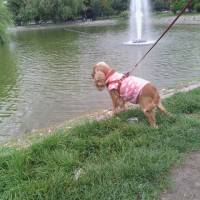 Amerikan Cocker Spaniel, Köpek  Tarçın fotoğrafı