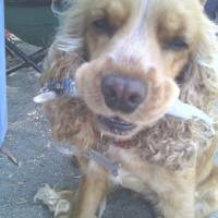 Amerikan Cocker Spaniel, Köpek  Tarçın fotoğrafı