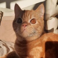 Exotic Shorthair, Kedi  Balım fotoğrafı