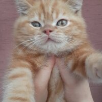 Exotic Shorthair, Kedi  Balım fotoğrafı