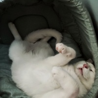 Van Kedisi, Kedi  Bulut fotoğrafı