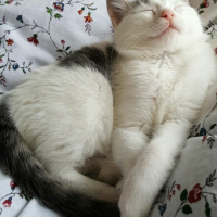 Tekir Kedi, Kedi  Tırmık fotoğrafı