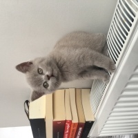 British Shorthair, Kedi  Ponçik ve lokum fotoğrafı