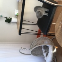 British Shorthair, Kedi  Ponçik ve lokum fotoğrafı