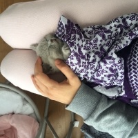 British Shorthair, Kedi  Ponçik ve lokum fotoğrafı