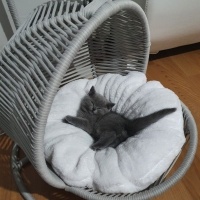 British Shorthair, Kedi  Ponçik ve lokum fotoğrafı