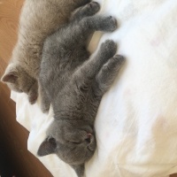 British Shorthair, Kedi  Ponçik ve lokum fotoğrafı