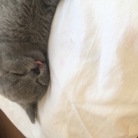 British Shorthair, Kedi  Ponçik ve lokum fotoğrafı