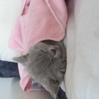 British Shorthair, Kedi  Ponçik ve lokum fotoğrafı