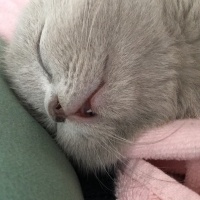 British Shorthair, Kedi  Ponçik ve lokum fotoğrafı