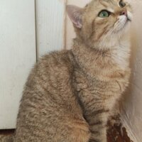 British Shorthair, Kedi  PAŞA fotoğrafı