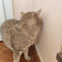 British Shorthair, Kedi  PAŞA fotoğrafı