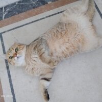 British Shorthair, Kedi  PAŞA fotoğrafı