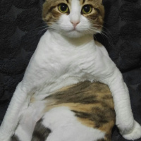 Tekir Kedi, Kedi  Pamuk fotoğrafı