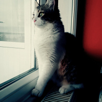 Tekir Kedi, Kedi  Pamuk fotoğrafı