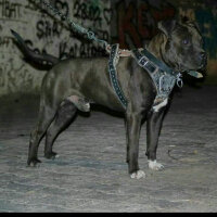 Amerikan Pitbull Terrier, Köpek  Hector fotoğrafı