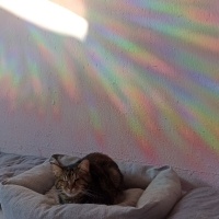 Tekir Kedi, Kedi  brownie fotoğrafı