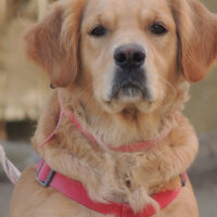 Golden Retriever, Köpek  Mira fotoğrafı