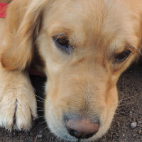 Golden Retriever, Köpek  Mira fotoğrafı