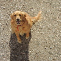 Golden Retriever, Köpek  Mira fotoğrafı