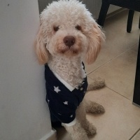 Poodle(Standart Kaniş), Köpek  Juno fotoğrafı