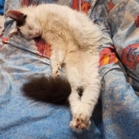 Tekir Kedi, Kedi  Lokum fotoğrafı