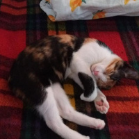 Colorpoint Shorthair, Kedi  Lily fotoğrafı