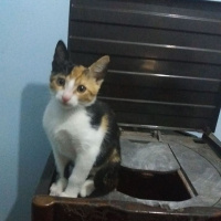 Colorpoint Shorthair, Kedi  Lily fotoğrafı