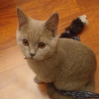 British Shorthair, Kedi  Balım fotoğrafı