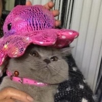 British Shorthair, Kedi  Balım fotoğrafı