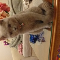 British Shorthair, Kedi  Balım fotoğrafı
