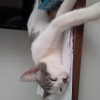 Tekir Kedi, Kedi  Ponçik fotoğrafı