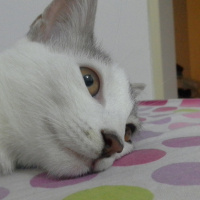 Tekir Kedi, Kedi  Ponçik fotoğrafı