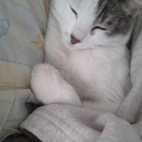 Tekir Kedi, Kedi  Ponçik fotoğrafı