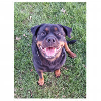 Rottweiler, Köpek  Zoe fotoğrafı